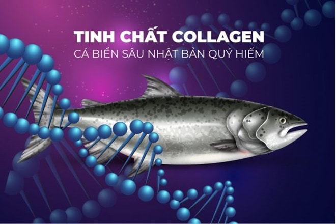 collagen từ cá biển
