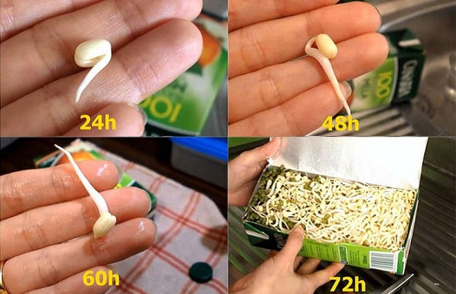 How to make bean sprouts with milk cartons