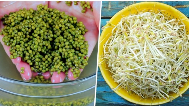 How to make bean sprouts with plastic baskets