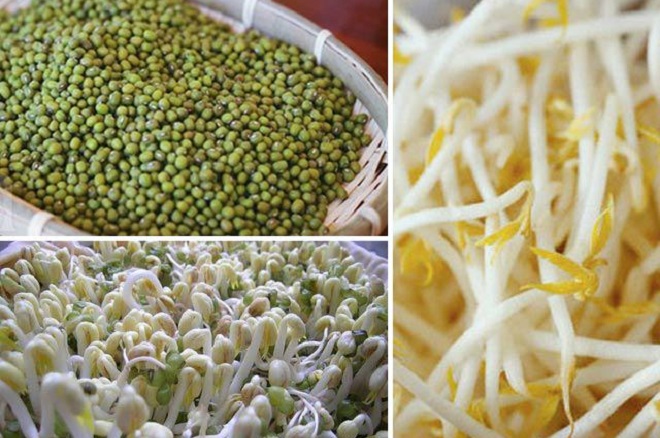 How to make bean sprouts with styrofoam