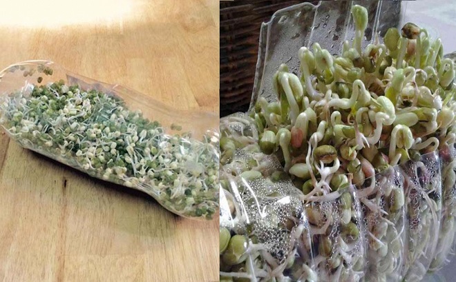 How to make bean sprouts with plastic bottles