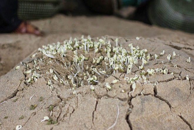 How to make bean sprouts with sand