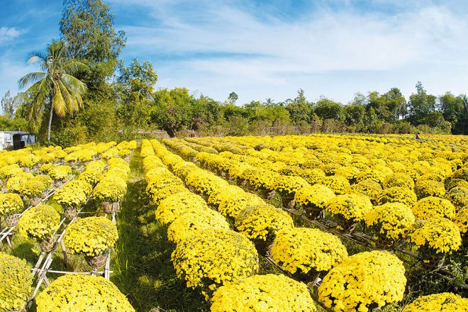 Làng hoa kiểng Sa Đéc nằm trong địa phận xã Tân Qui Đông, thị xã Sa Đéc, tỉnh Đồng Tháp
