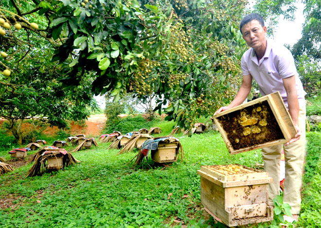Ở Quảng Bình, người ta nuôi ong để làm kinh tế