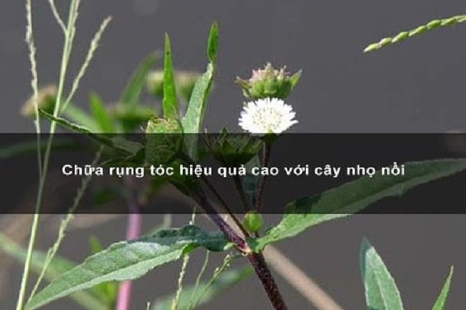Chữa rụng tóc từ cỏ nhọ nồi