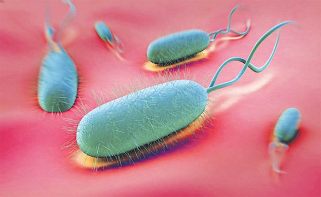 vi khuẩn hp là gì
