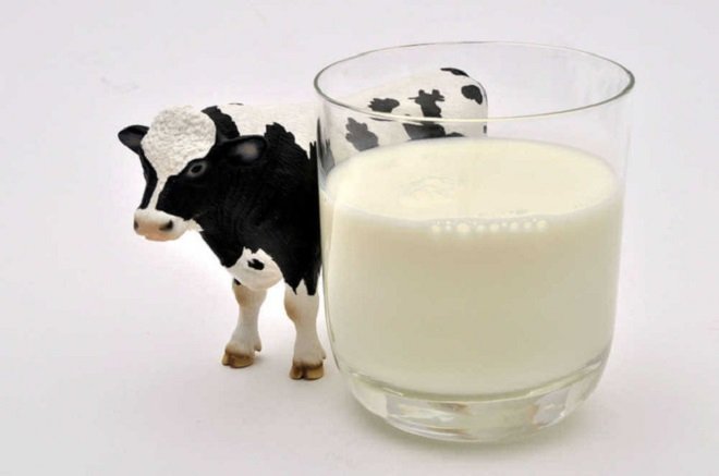 Tác dụng của sữa bò đối với tim mạch