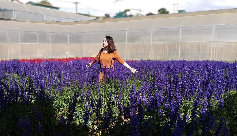 Vườn hoa Lavender tuyệt đẹp tại làng hoa Vạn Thành