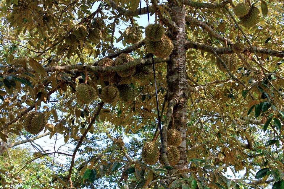 Vườn trái cây Bến Tre Bảy Thảo nổi tiếng nhất về sầu riêng
