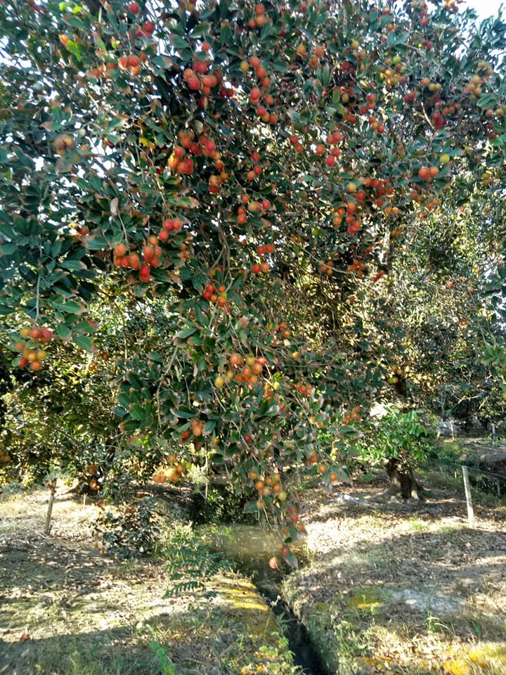 Vườn trái cây Sáu Sum