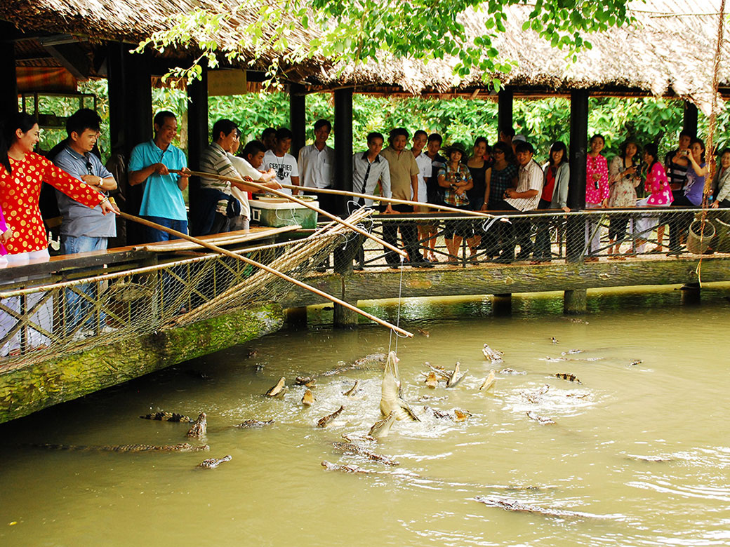 Trò chơi nguy hiểm câu cá sấu tại làng du lịch Mỹ Khánh khiến nhiều người tò mò