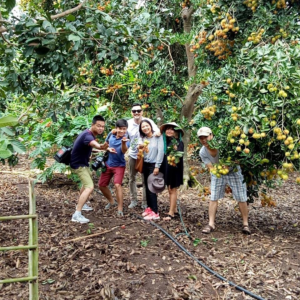Lập team hái trái cây tại vườn ông Sáu Dương