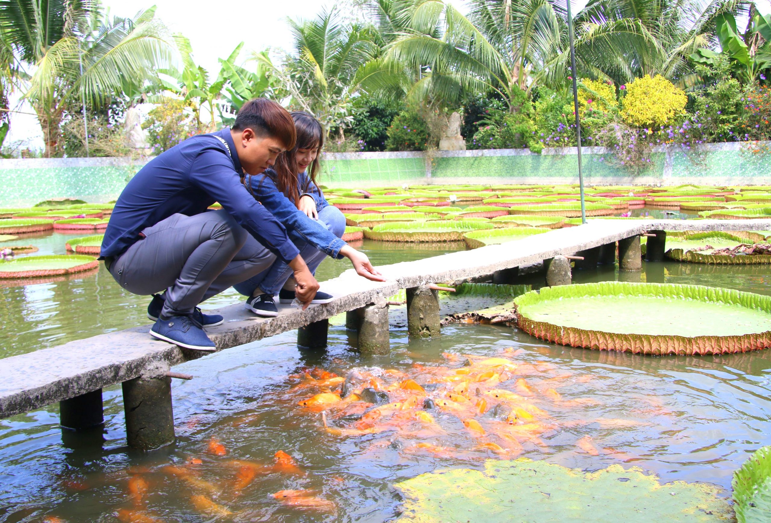 Cho cá trong hồ ăn tại chùa