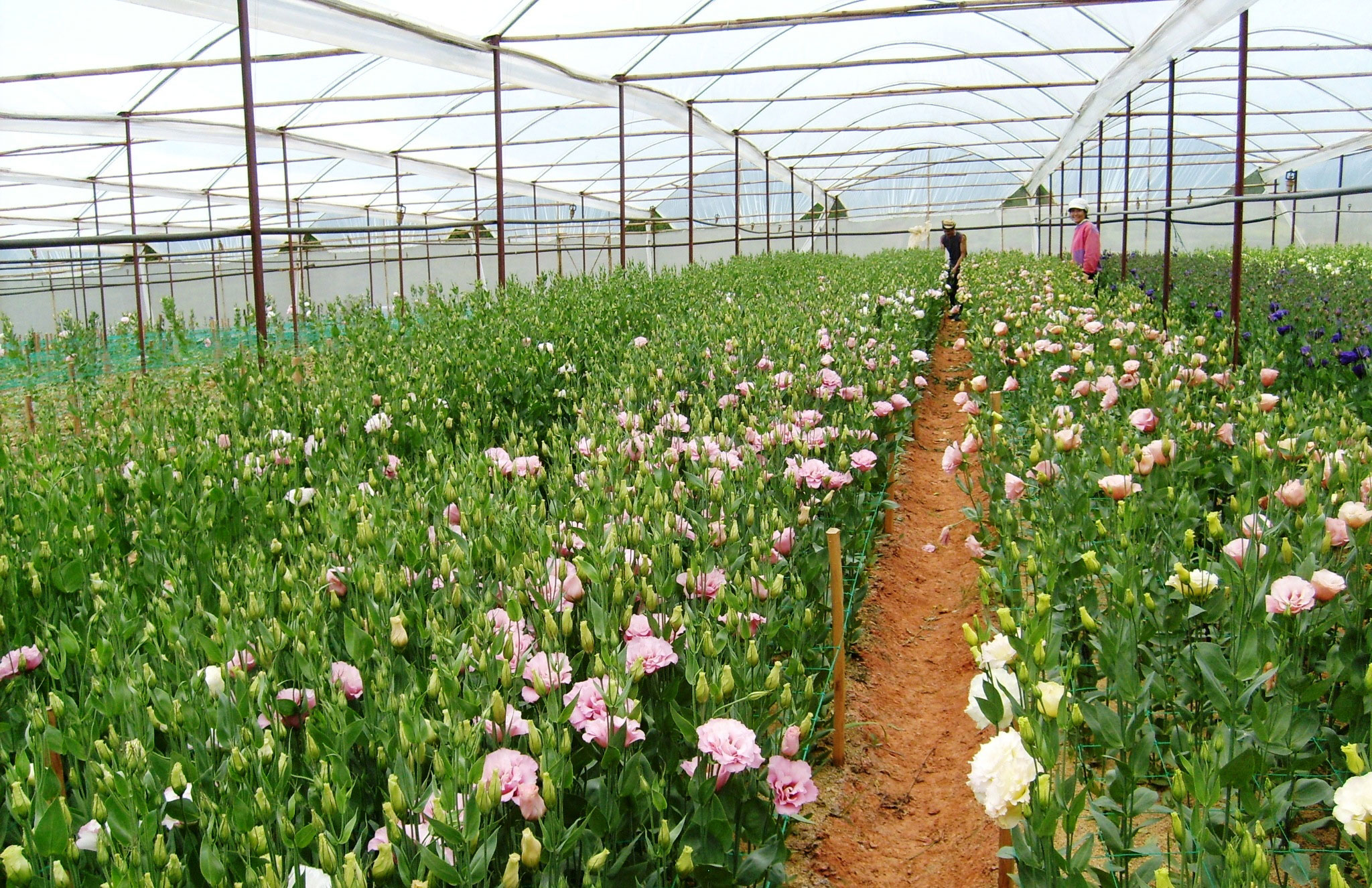 Nhà kính trồng hoa tại Làng hoa Vạn Thành