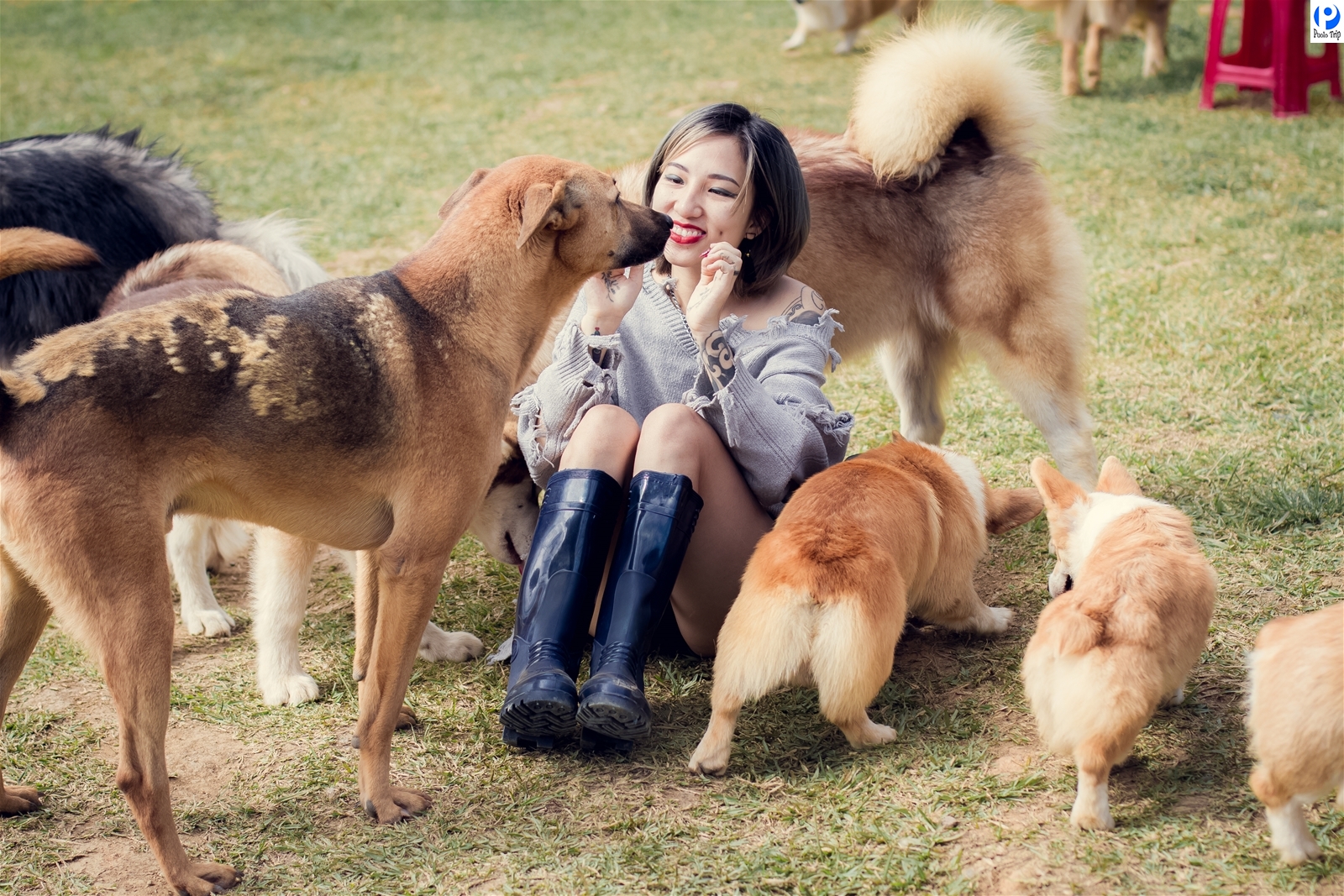 Trang trại chó con với những chú cún dễ thương