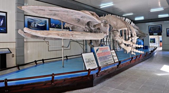 Bộ xương cá voi khổng lồ 
