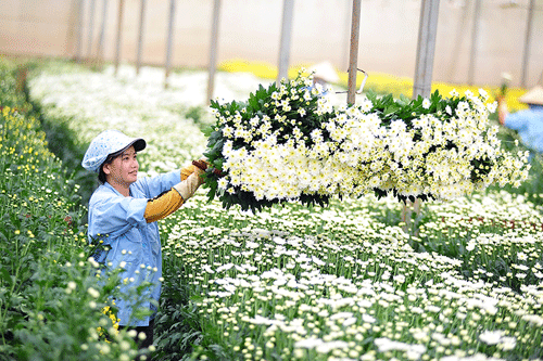 Làng hoa Vạn Thành cung cấp số lượng hoa lớn cho các tỉnh lân cận 