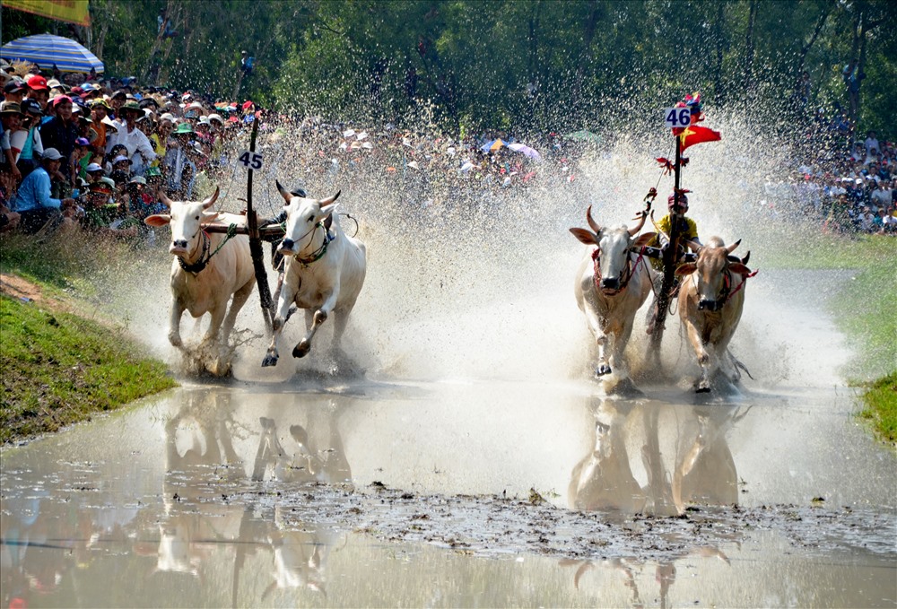Đến An Giang vào tháng 8 âm lịch, bạn có thể tham gia vào lễ hội đua bò 7 núi 