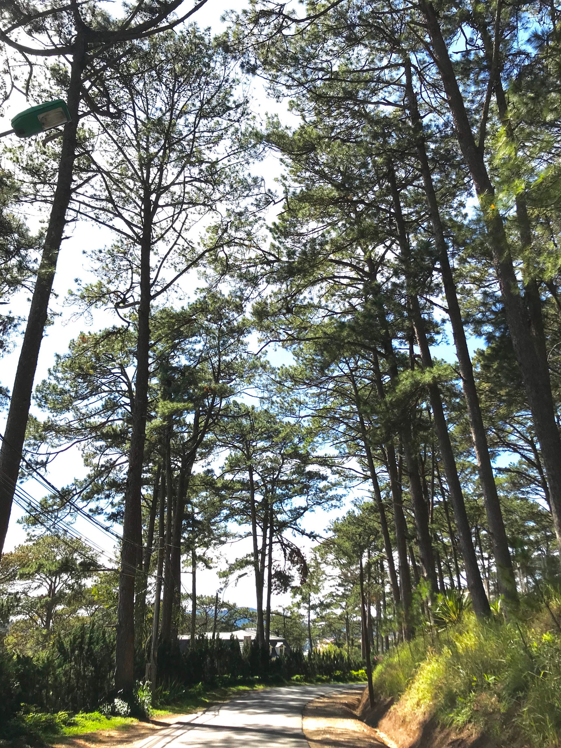 Hình ảnh Rừng Thông PNG  Pine Màu Xanh Lá Thảm Thực Vật PNG miễn phí tải  tập tin PSDComment và Vector