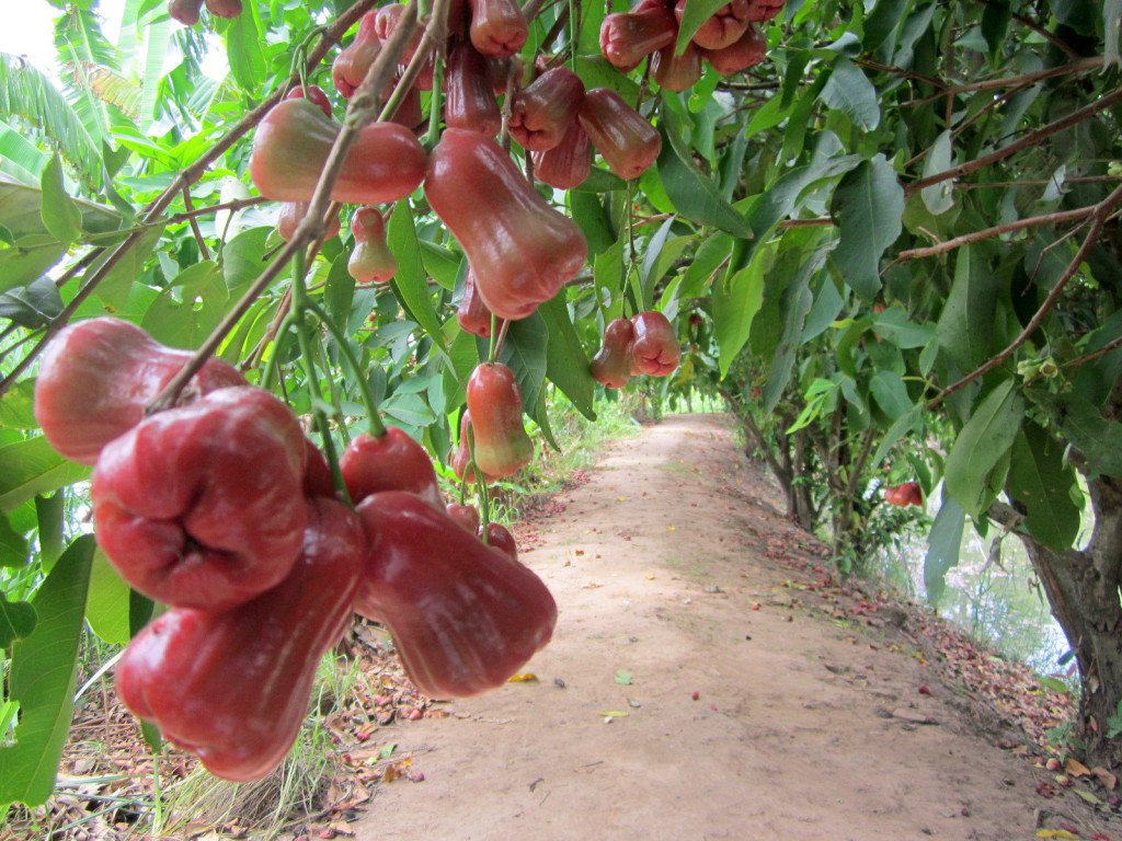 Fong Dien cũng có nhiều vườn cây ăn trái
