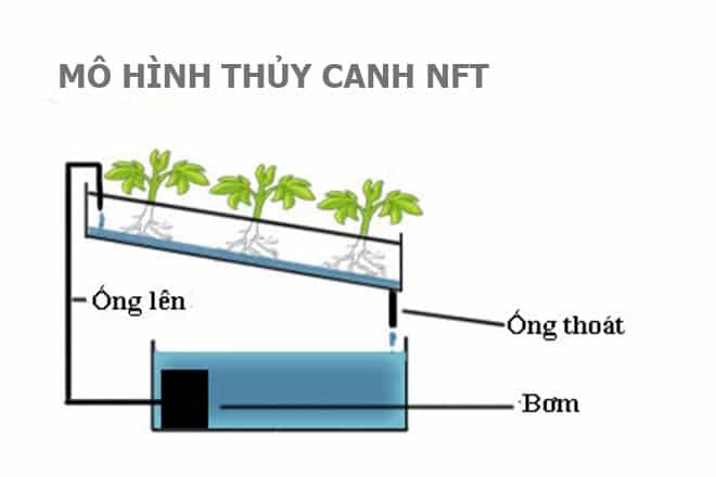 Mô hình trồng rau thủy canh NFT