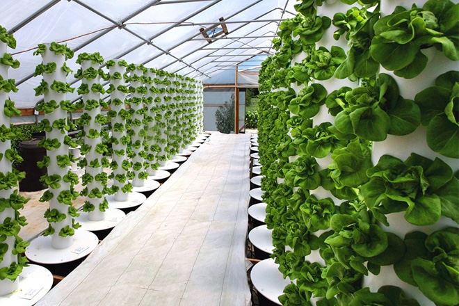 Mô hình trồng rau thủy canh gia đình đơn giản cho bạn  City Farm