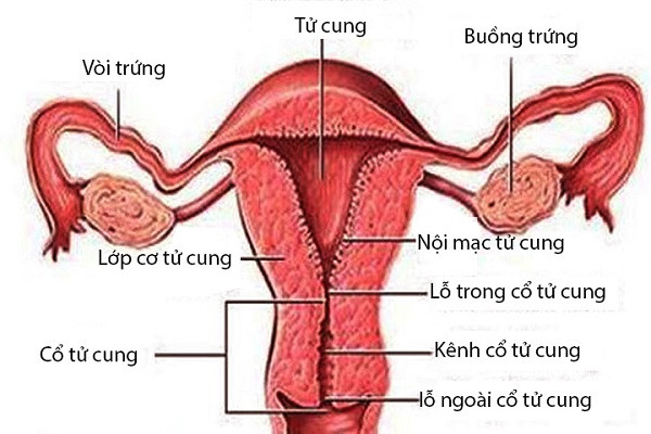 Nội mạc tử cung dày hay mỏng đều ảnh hưởng đến khả năng sinh sản