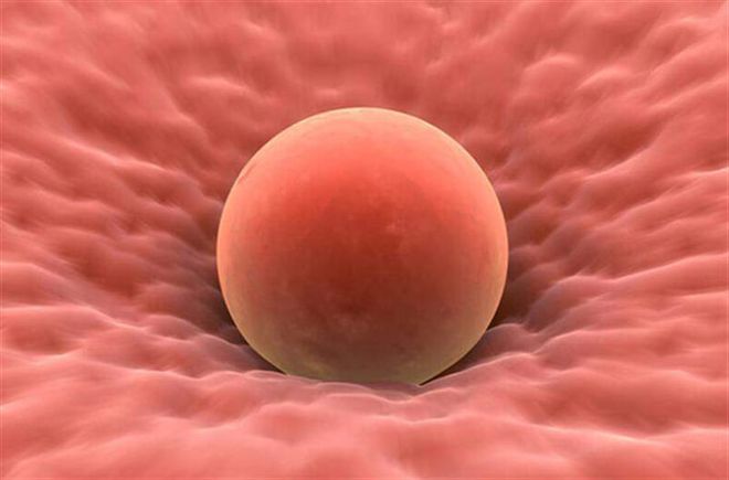 Mỗi tháng, một tế bào trứng trưởng thành và được giải phóng khỏi buồng trứng