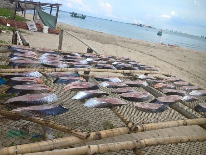 phơi cá thu ngoài nắng