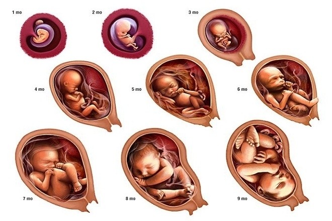 Sự phát triển của thai nhi trong bụng mẹ với những thay đổi kỳ diệu