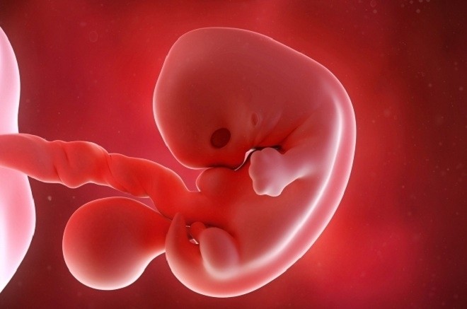 Thai 7 tuần phát triển trong bụng mẹ như thế nào?