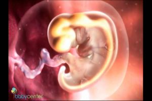 Sự hình thành và phát triển của thai nhi tuần 1 đến tuần 9