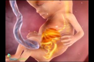Sự phát triển của thai nhi tuần 10 đến tuần 14