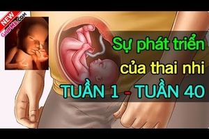 Thai nhi 40 tuần trong bụng mẹ- Hành trình chào đón con yêu
