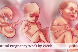 Hình ảnh quá trình mang thai 40 tuần từ phôi thai đến chào đời