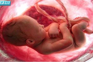 12 hành động thai nhi thường làm nhất trong bụng mẹ