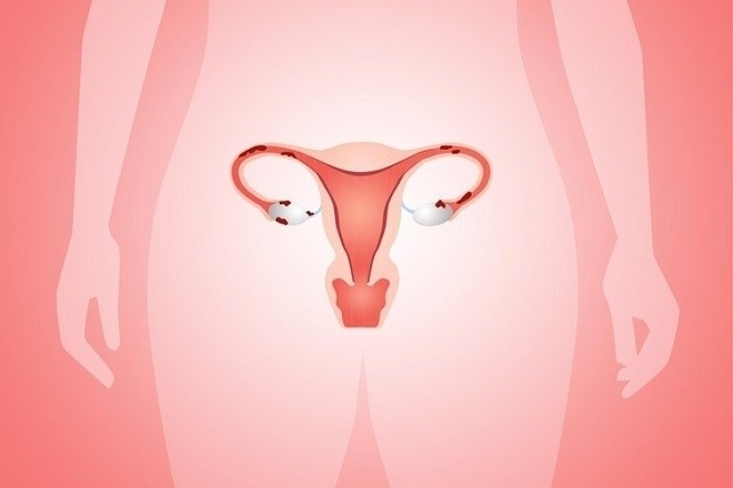 Niêm mạc tử cung đóng vai trò quan trọng trong quá trình mang thai và mang thai.