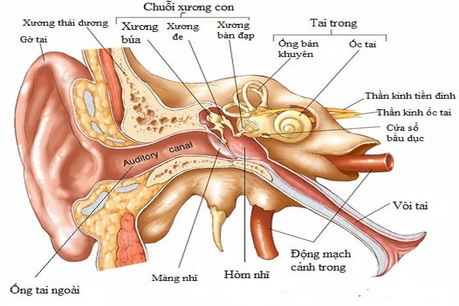 bệnh viêm tai giữa ở trẻ sơ sinh