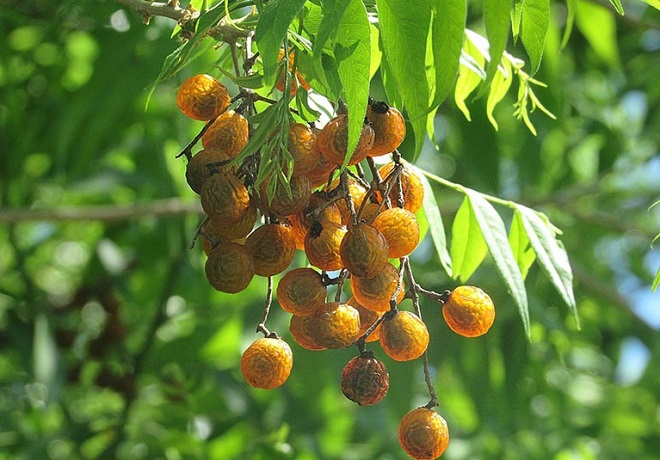 Soapnut là một loại trái cây