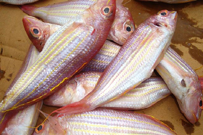 Cá đổng - Loài cá biển mang đến nhiều món ăn ngon, dinh dưỡng đổi vị cho cả nhà