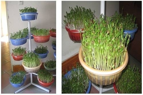 6 mô hình trồng rau sạch trong nhà đơn giản dễ làm
