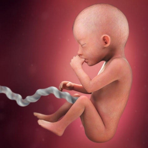 Sự phát triển của thai nhi ở tuần thứ 20, bé đã phát triển rất nhiều trong bụng mẹ.
