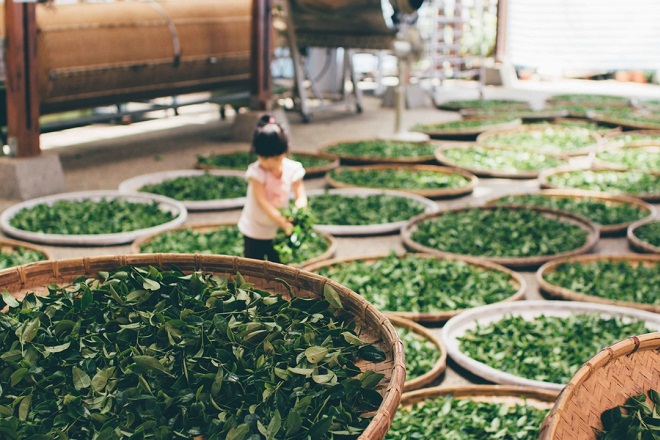 Làm thế nào để làm khô lá trà xanh mà không bị chuyển sang màu đen?