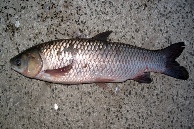 cá trắm