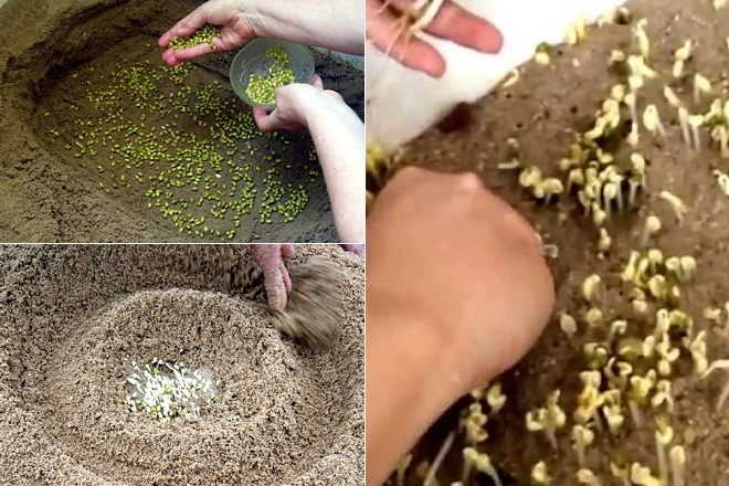 cách làm giá đỗ bằng cát