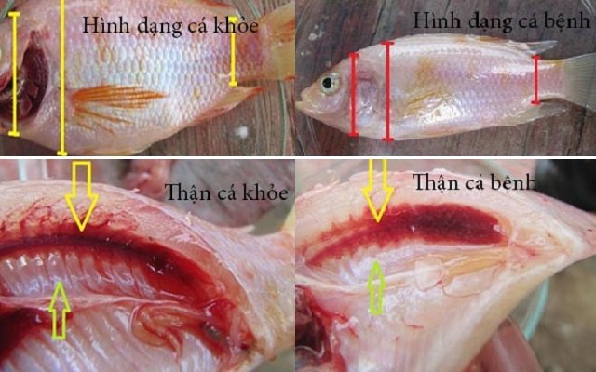 Làm thế nào để phân biệt giữa cá hồng khỏe và cá hồng bị bệnh?