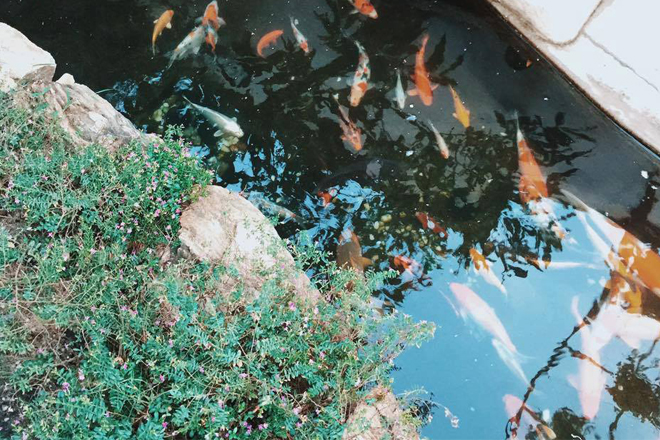 Hồ cá koi tại MIA Garden